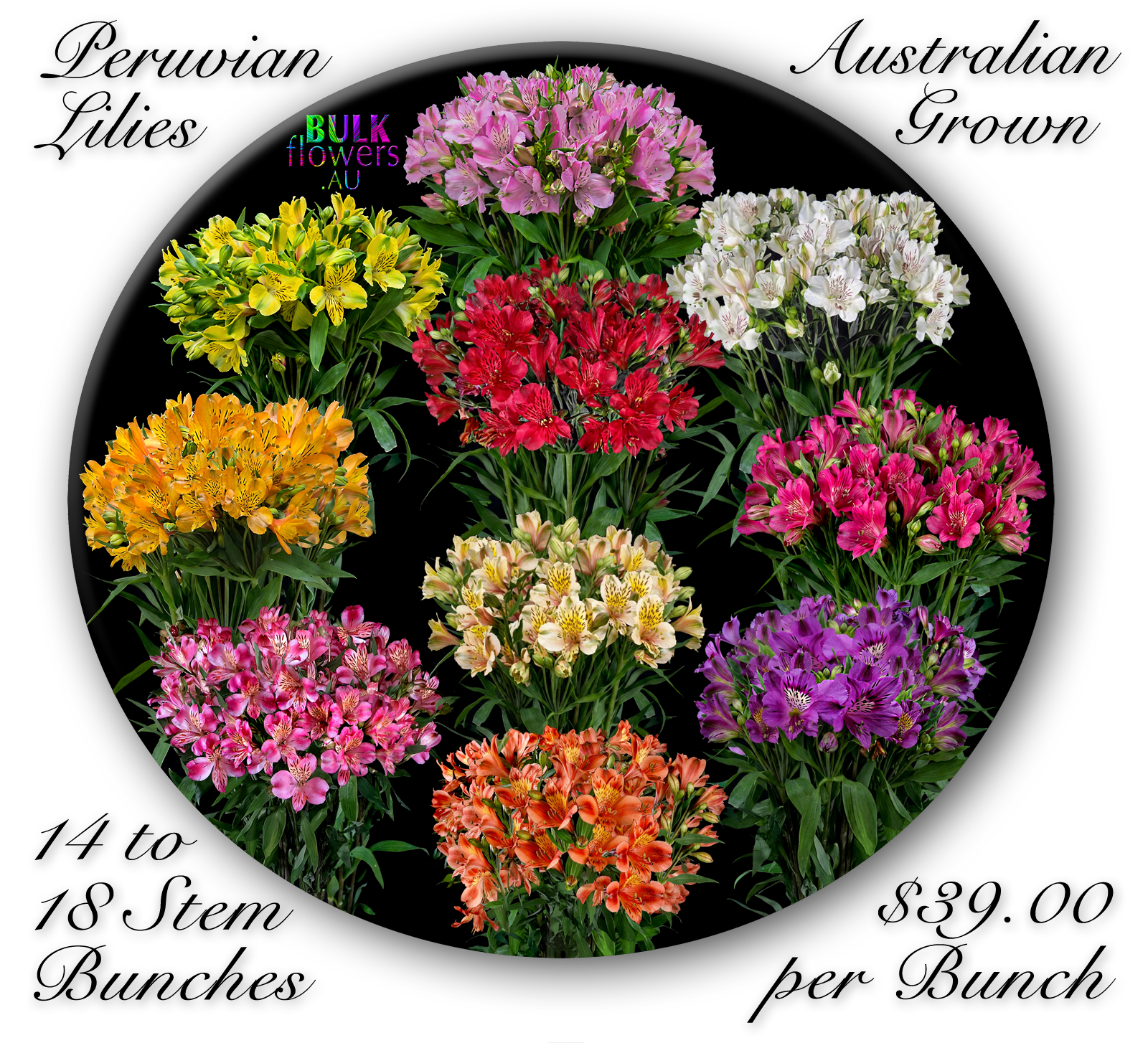 PERUVIAN LILIES