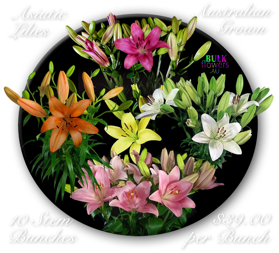ASIATIC LILIES