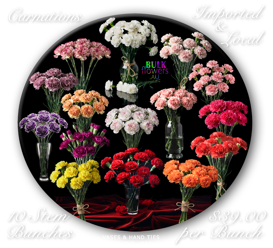 CARNATIONS