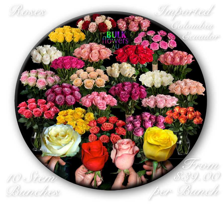 SOUTH AMERICAN ROSES