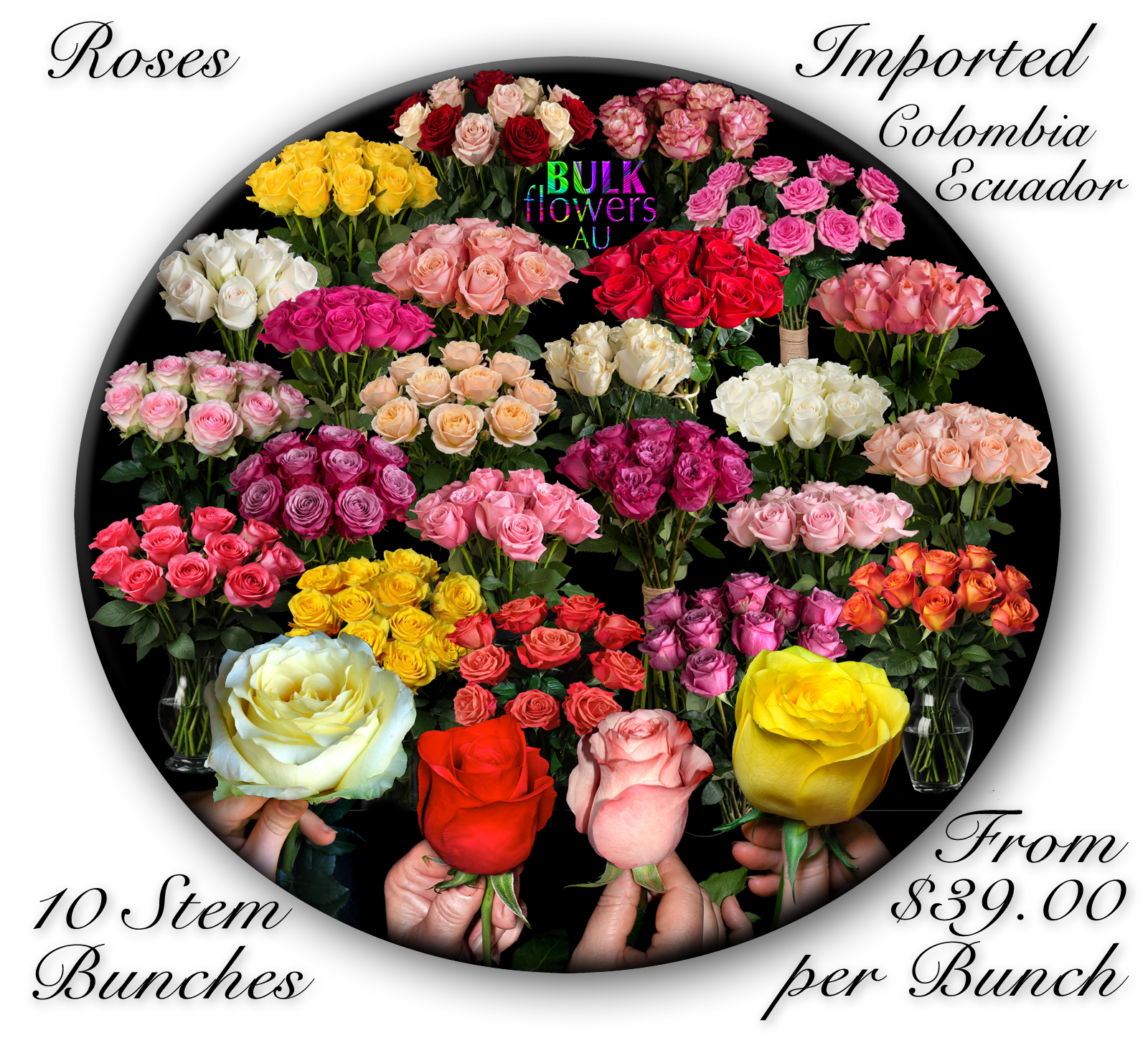 COLOMBIAN ROSES