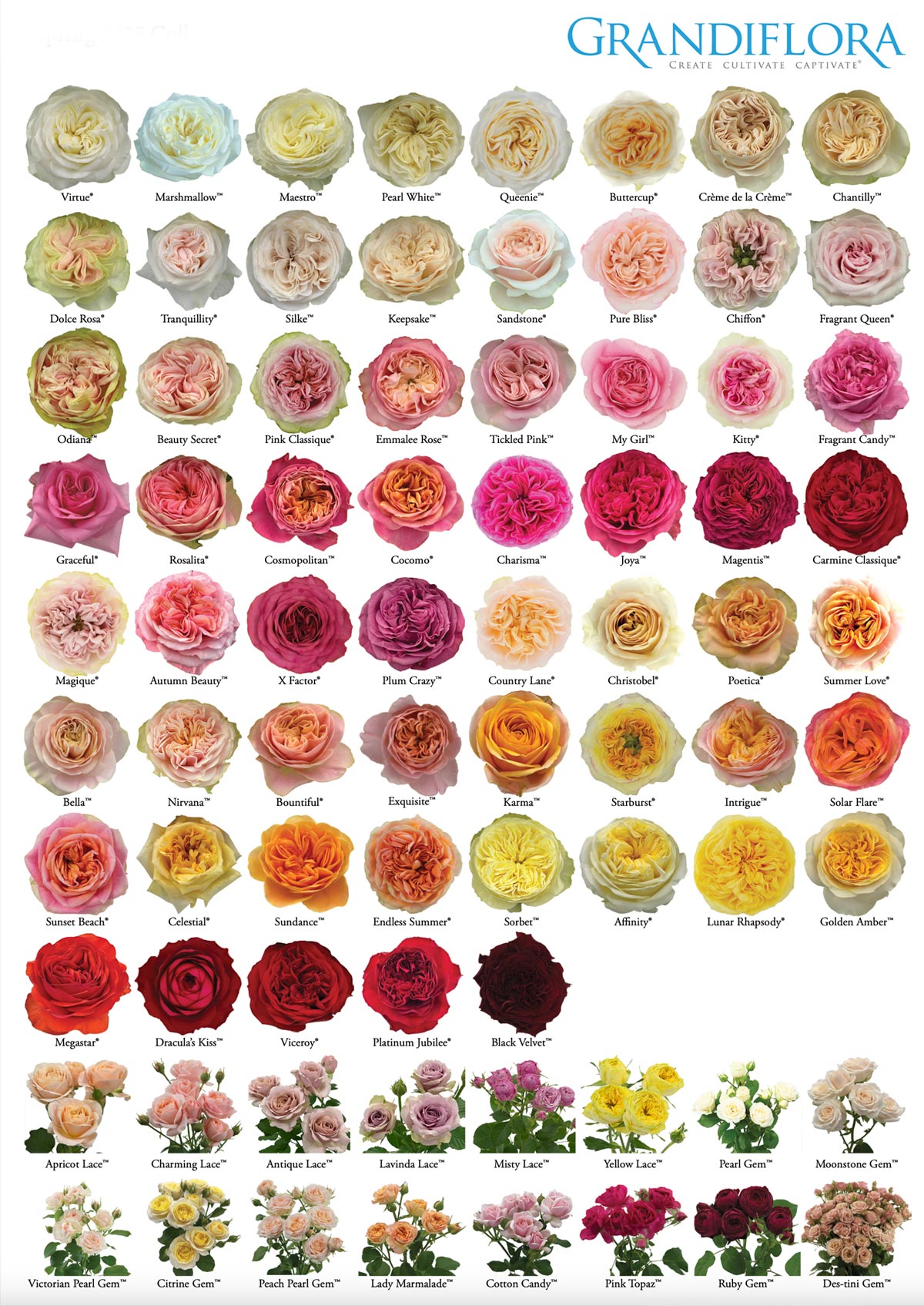 GRANDIFLORA ROSES