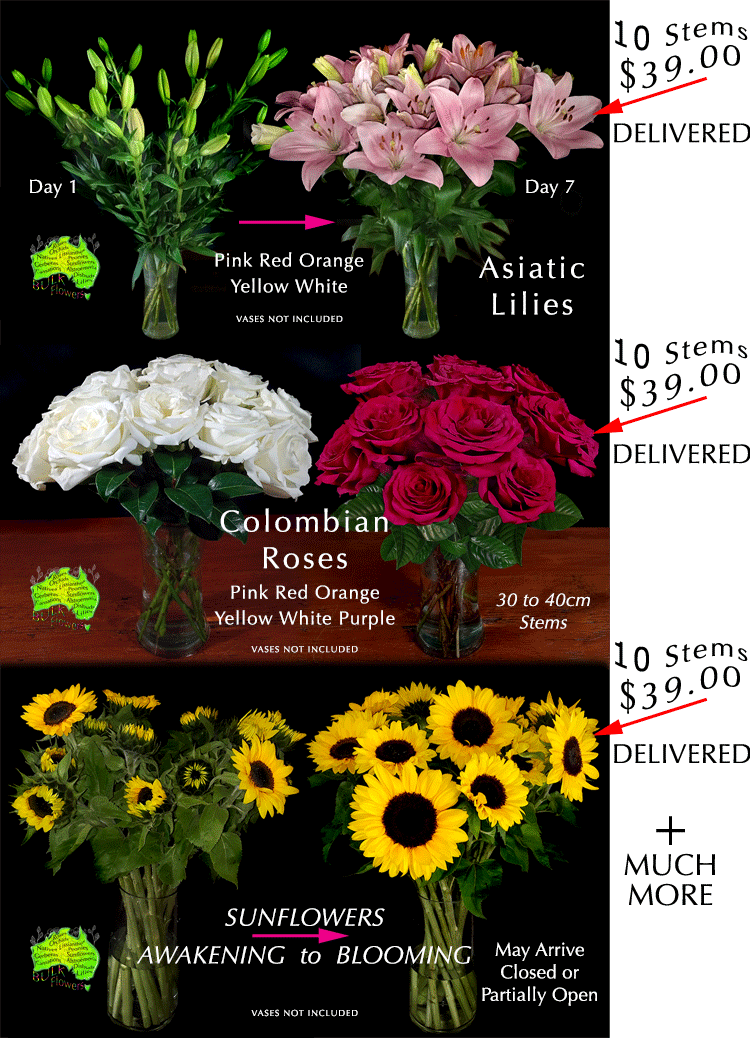 BULK BUY DAY FLOWERS