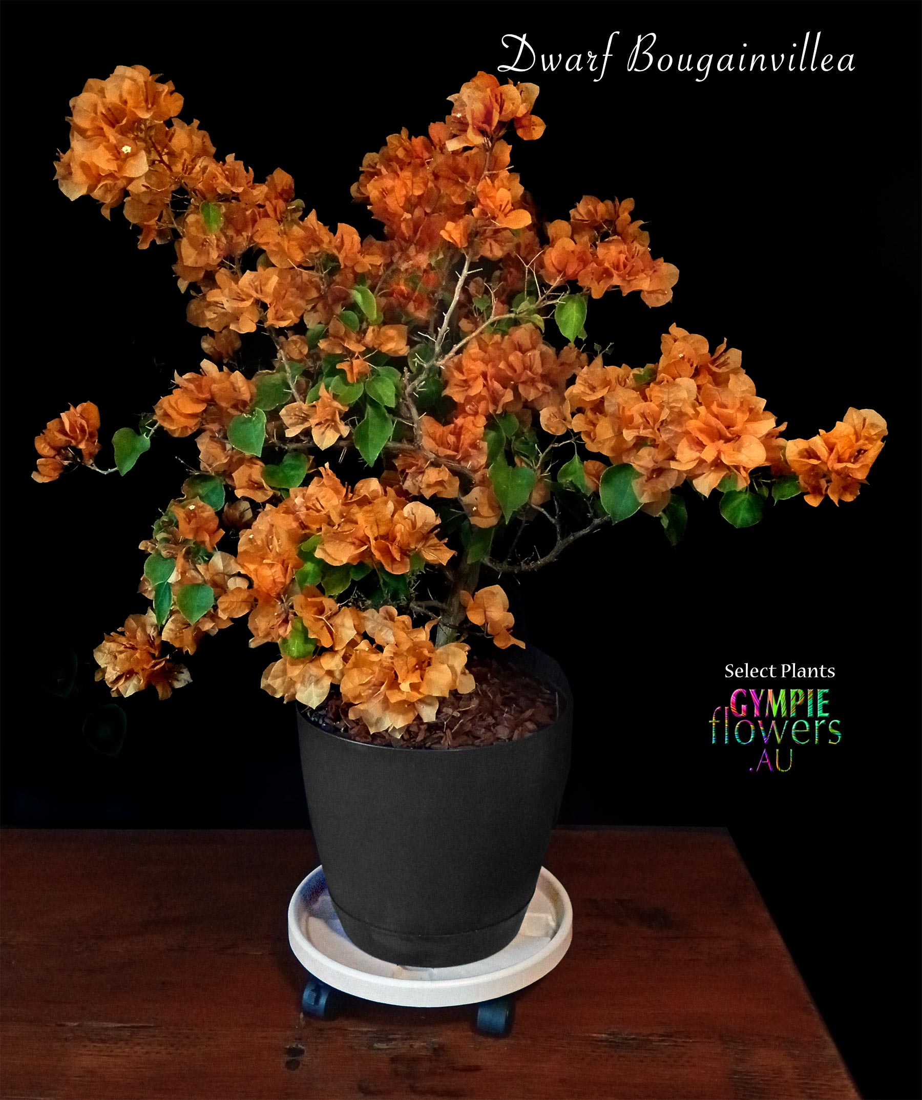 ORANGE DWARF BOUGAINVILLEA