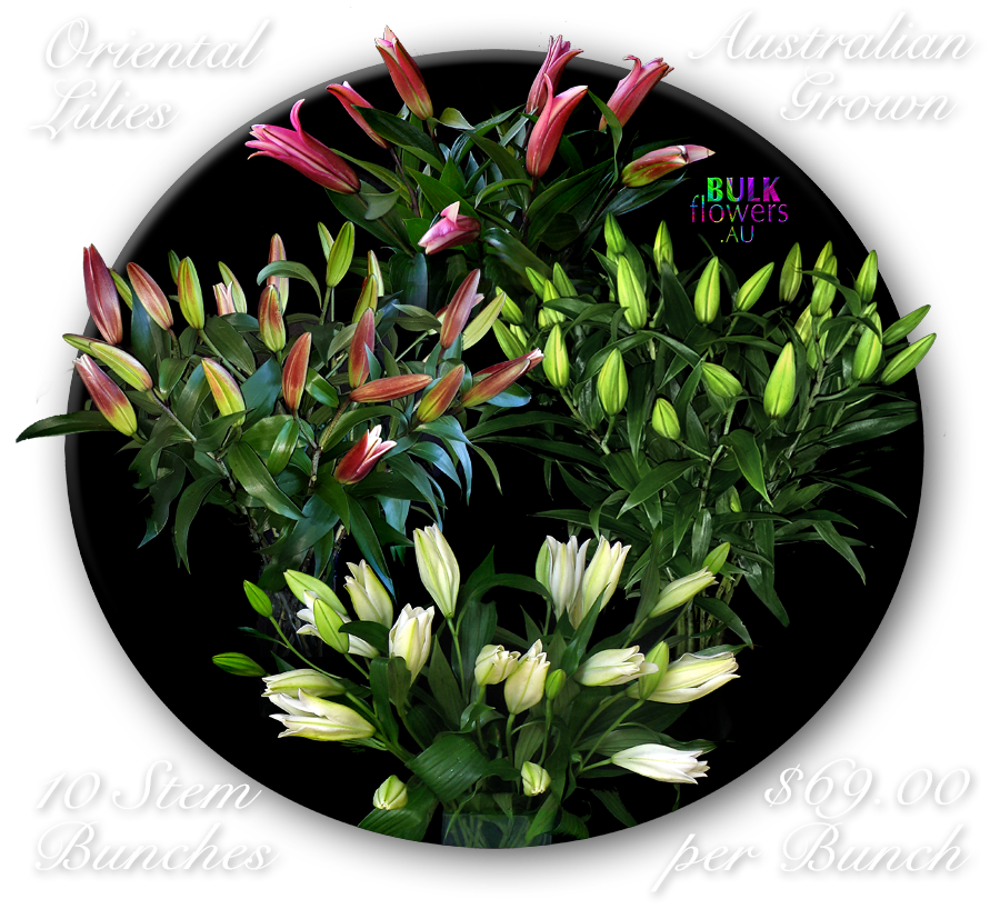 ORIENTAL LILIES