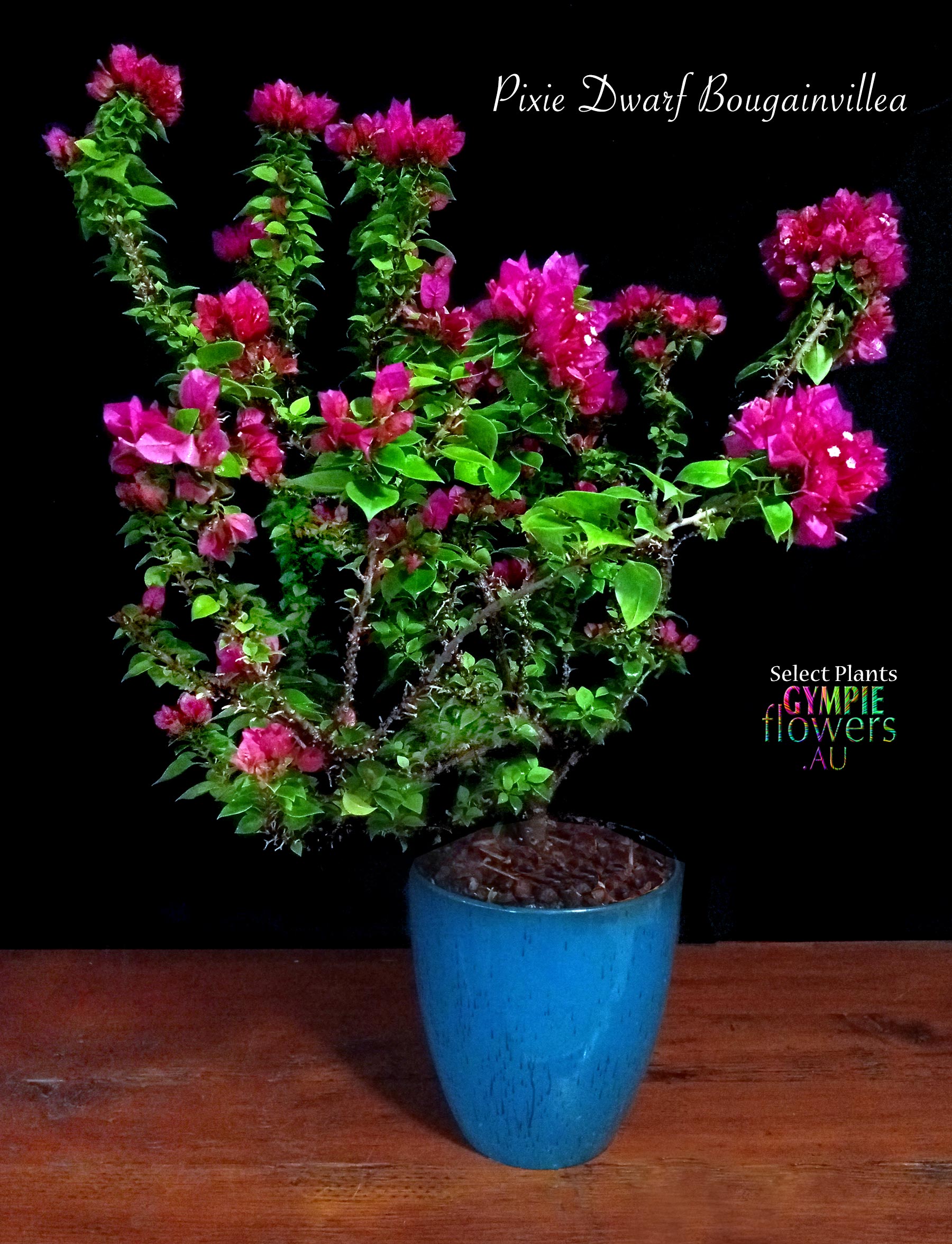 Dwarf Pixie Bougainvillea