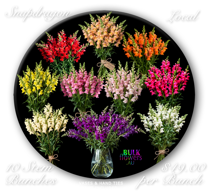 SNAPDRAGONS