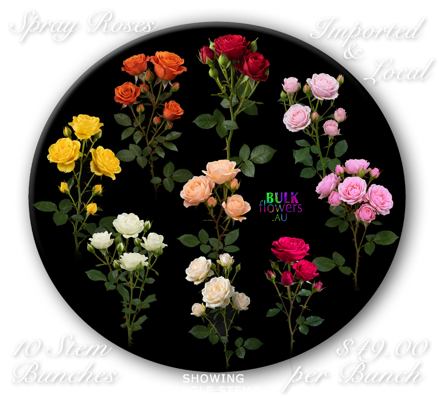 SPRAY ROSES