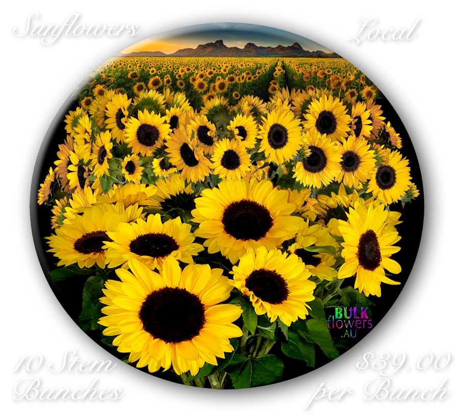 LOCAL SUNFLOWERS